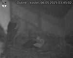 Capi_Dubne_20250506_034503.jpg