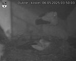 Capi_Dubne_20250506_035003.jpg