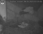 Capi_Dubne_20250506_035502.jpg