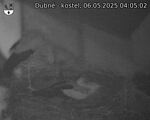 Capi_Dubne_20250506_040502.jpg
