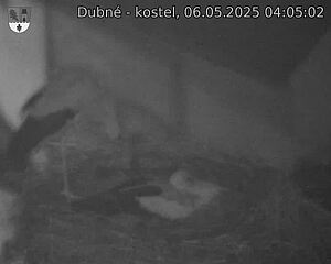 Capi_Dubne_20250506_040502.jpg (1350 x 1080)