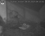 Capi_Dubne_20250506_041502.jpg