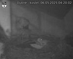 Capi_Dubne_20250506_042002.jpg