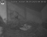 Capi_Dubne_20250506_043002.jpg