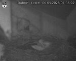 Capi_Dubne_20250506_043502.jpg