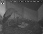 Capi_Dubne_20250506_044003.jpg