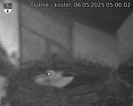 Capi_Dubne_20250506_050002.jpg
