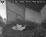 Capi_Dubne_20250506_050502.jpg