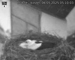 Capi_Dubne_20250506_051003.jpg