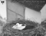 Capi_Dubne_20250506_051502.jpg