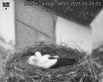 Capi_Dubne_20250506_052503.jpg