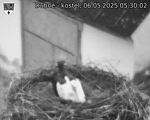 Capi_Dubne_20250506_053002.jpg