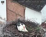 Capi_Dubne_20250506_053502.jpg
