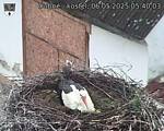 Capi_Dubne_20250506_054003.jpg