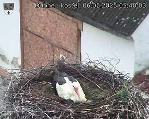 Capi_Dubne_20250506_054003.jpg (1350 x 1080)