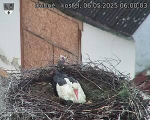 Capi_Dubne_20250506_060003.jpg (1350 x 1080)