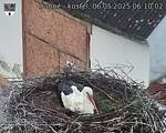 Capi_Dubne_20250506_061002.jpg