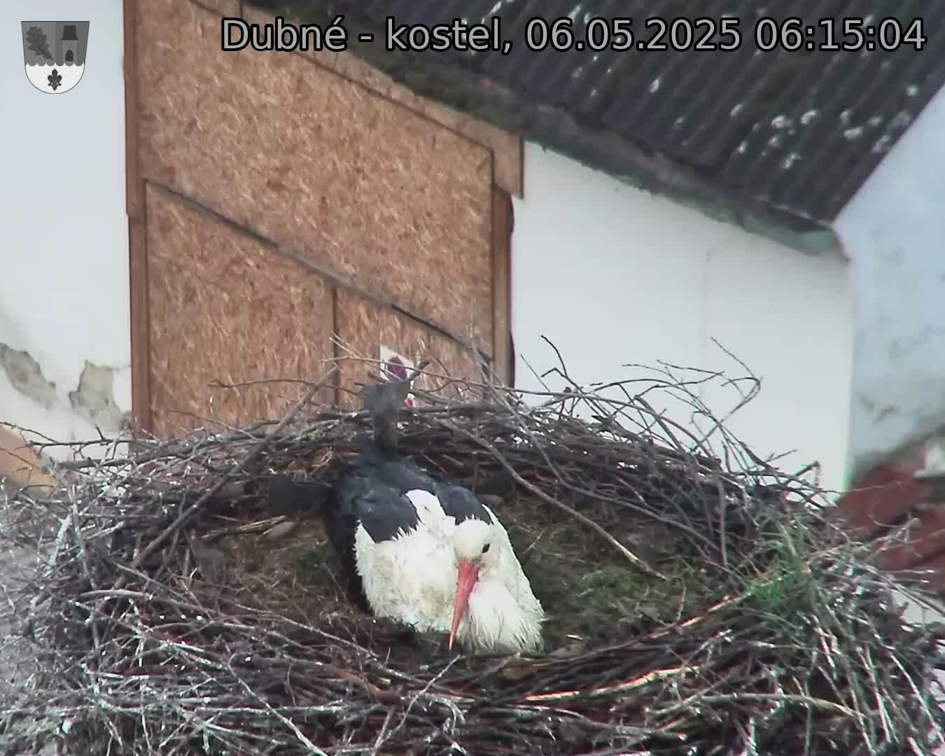Capi_Dubne_20250506_061504.jpg (1350 x 1080)