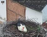 Capi_Dubne_20250506_061504.jpg