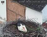 Capi_Dubne_20250506_062003.jpg