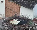 Capi_Dubne_20250506_062503.jpg