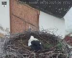 Capi_Dubne_20250506_063502.jpg