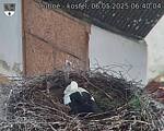 Capi_Dubne_20250506_064004.jpg