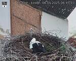 Capi_Dubne_20250506_064503.jpg