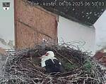 Capi_Dubne_20250506_065003.jpg
