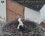 Capi_Dubne_20250506_065502.jpg