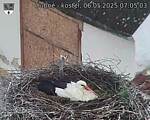 Capi_Dubne_20250506_070503.jpg