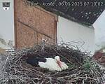 Capi_Dubne_20250506_071002.jpg