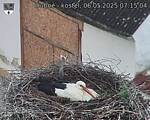 Capi_Dubne_20250506_071504.jpg