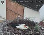 Capi_Dubne_20250506_072002.jpg