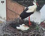Capi_Dubne_20250506_072503.jpg