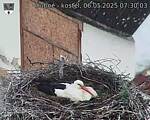 Capi_Dubne_20250506_073003.jpg