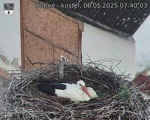 Capi_Dubne_20250506_074003.jpg (1350 x 1080)