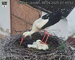 Capi_Dubne_20250506_074502.jpg