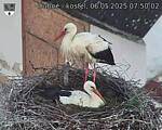 Capi_Dubne_20250506_075002.jpg