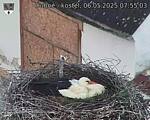 Capi_Dubne_20250506_075503.jpg