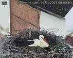 Capi_Dubne_20250506_080003.jpg