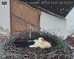 Capi_Dubne_20250506_080503.jpg