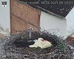 Capi_Dubne_20250506_081003.jpg