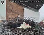 Capi_Dubne_20250506_081502.jpg