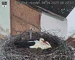 Capi_Dubne_20250506_082003.jpg
