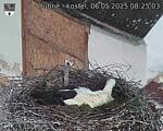 Capi_Dubne_20250506_082503.jpg