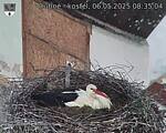 Capi_Dubne_20250506_083504.jpg