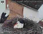 Capi_Dubne_20250506_084502.jpg