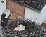 Capi_Dubne_20250506_085004.jpg