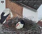 Capi_Dubne_20250506_085503.jpg